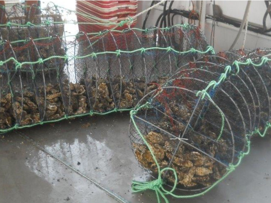 lantern-net_cultivo_STOCK