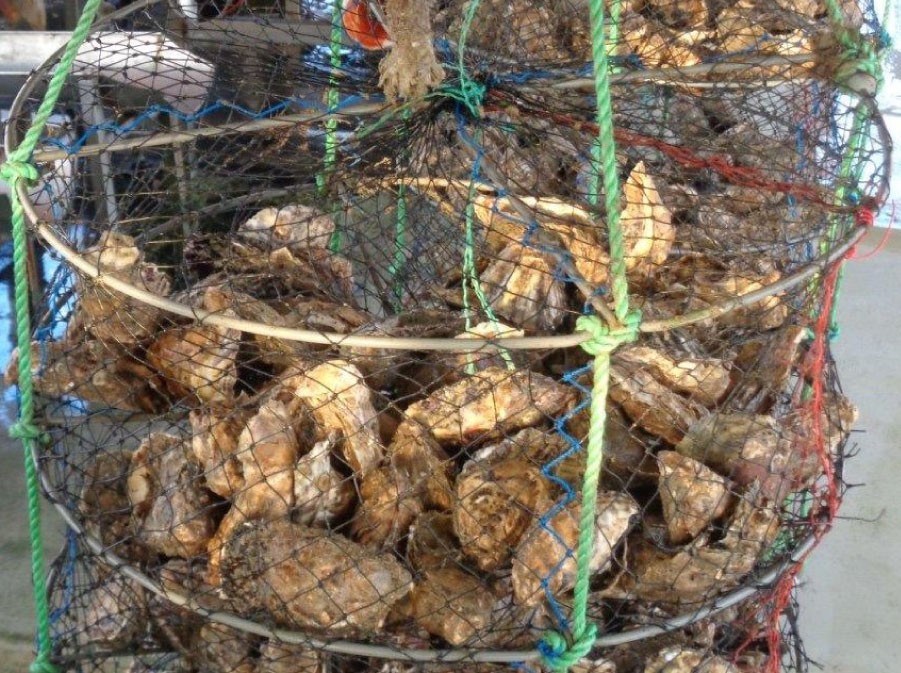 lantern-net_cultivo_almeja_3